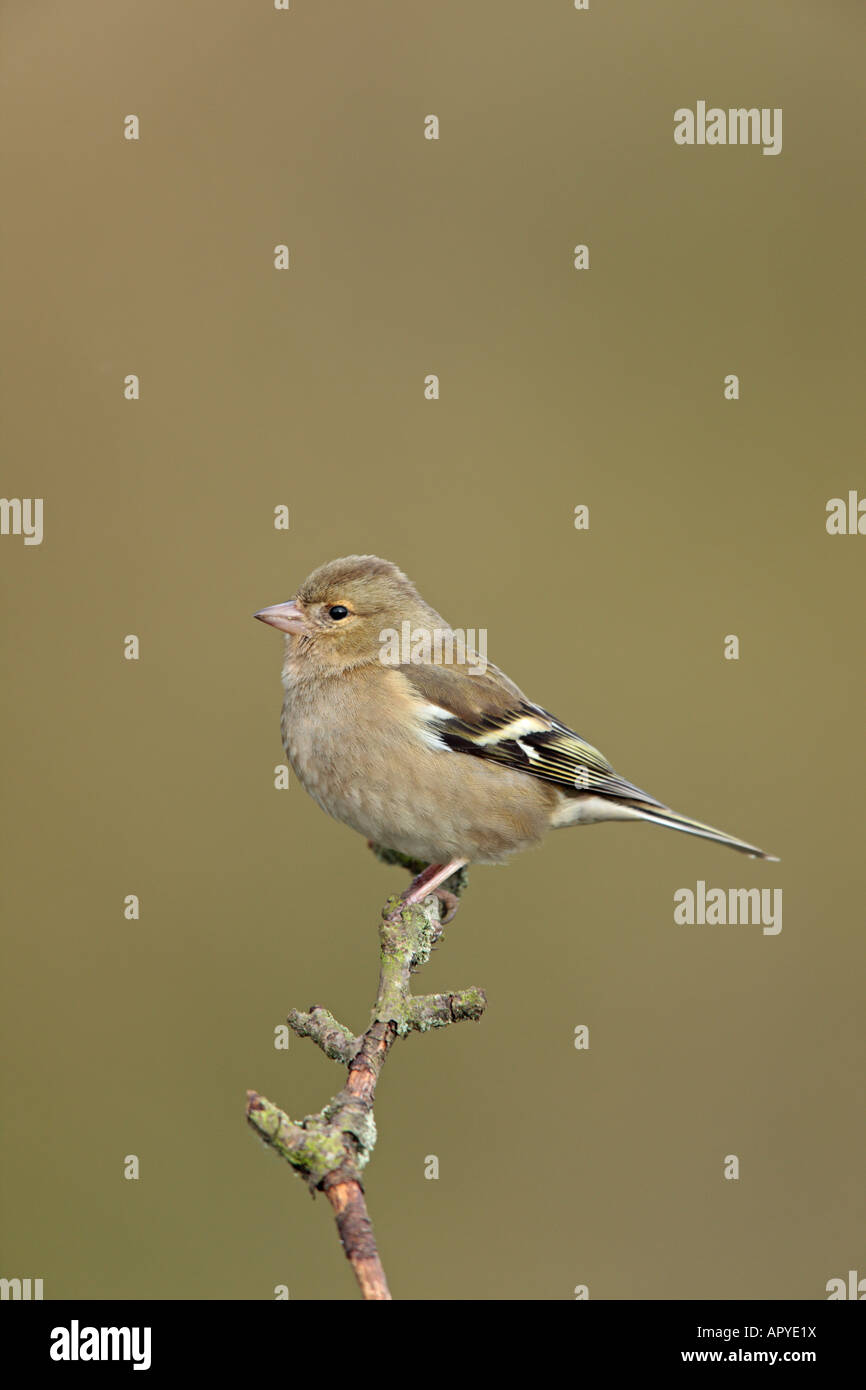 Femail fringuello Fringilla coelebs sul ramoscello cercando alert Potton Bedfordshire Foto Stock