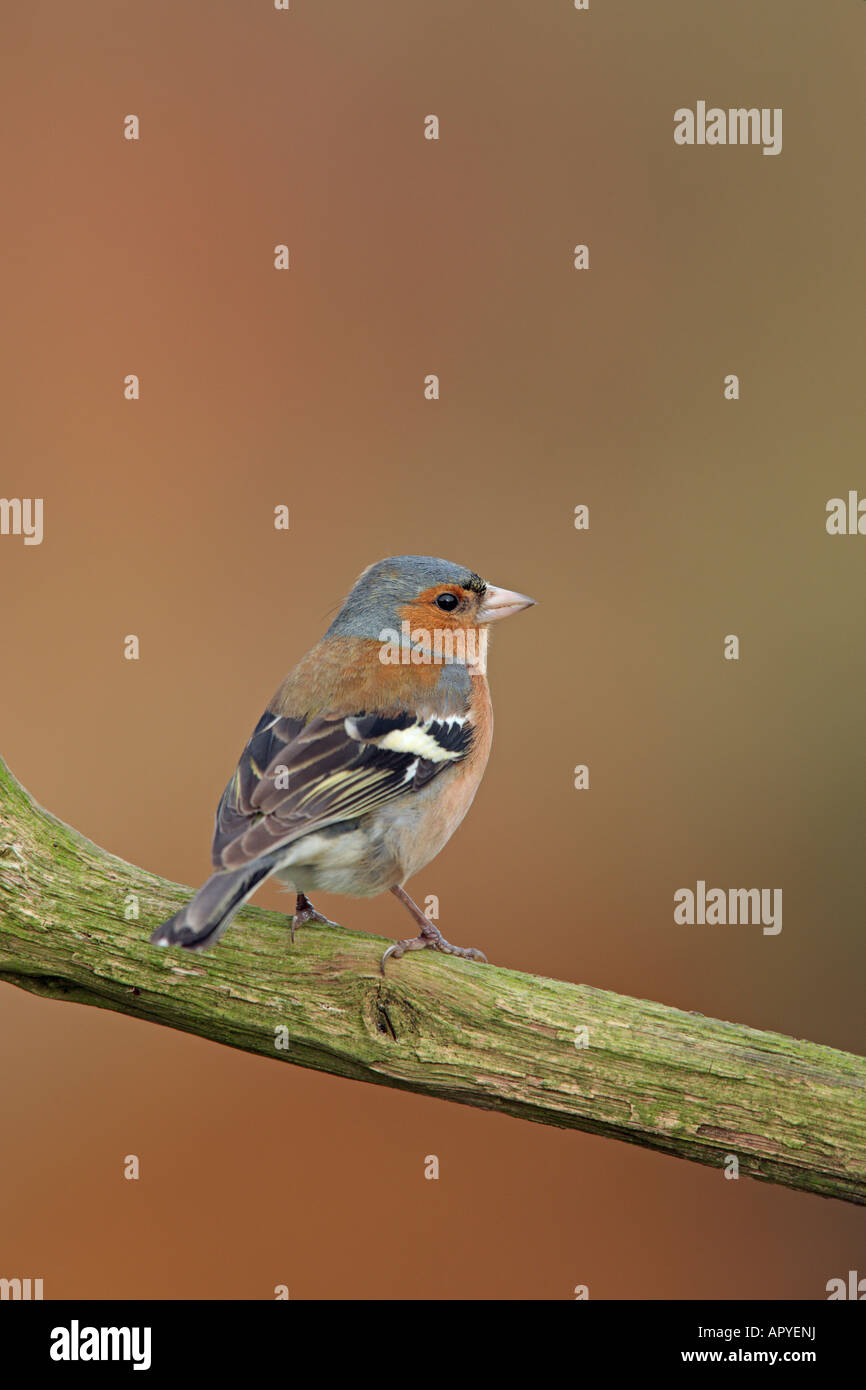 Fringuello Fringilla coelebs appollaiato sul ramo cercando alert Foto Stock