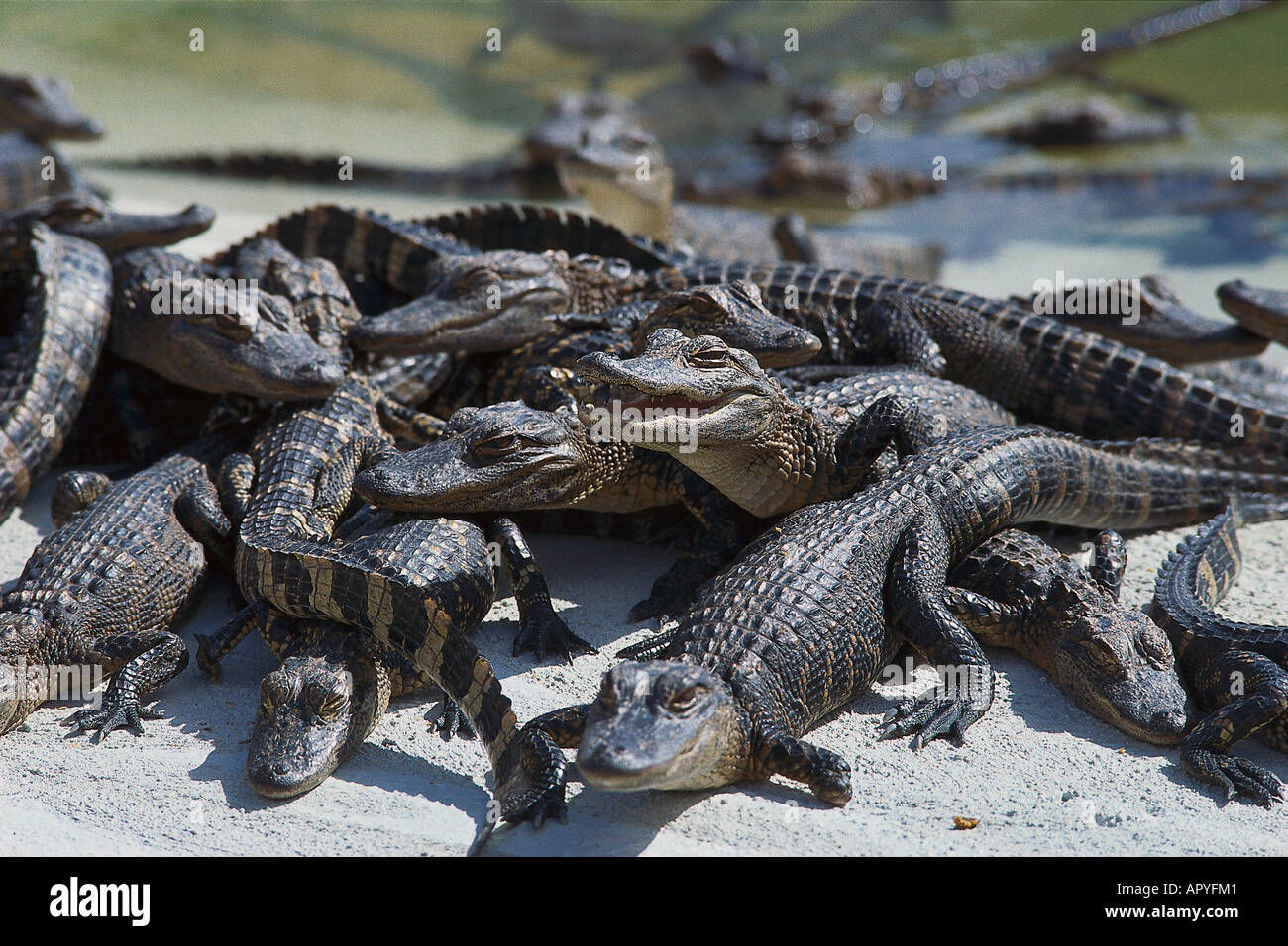 Alligatoren, Everglades, Florida USA Foto Stock