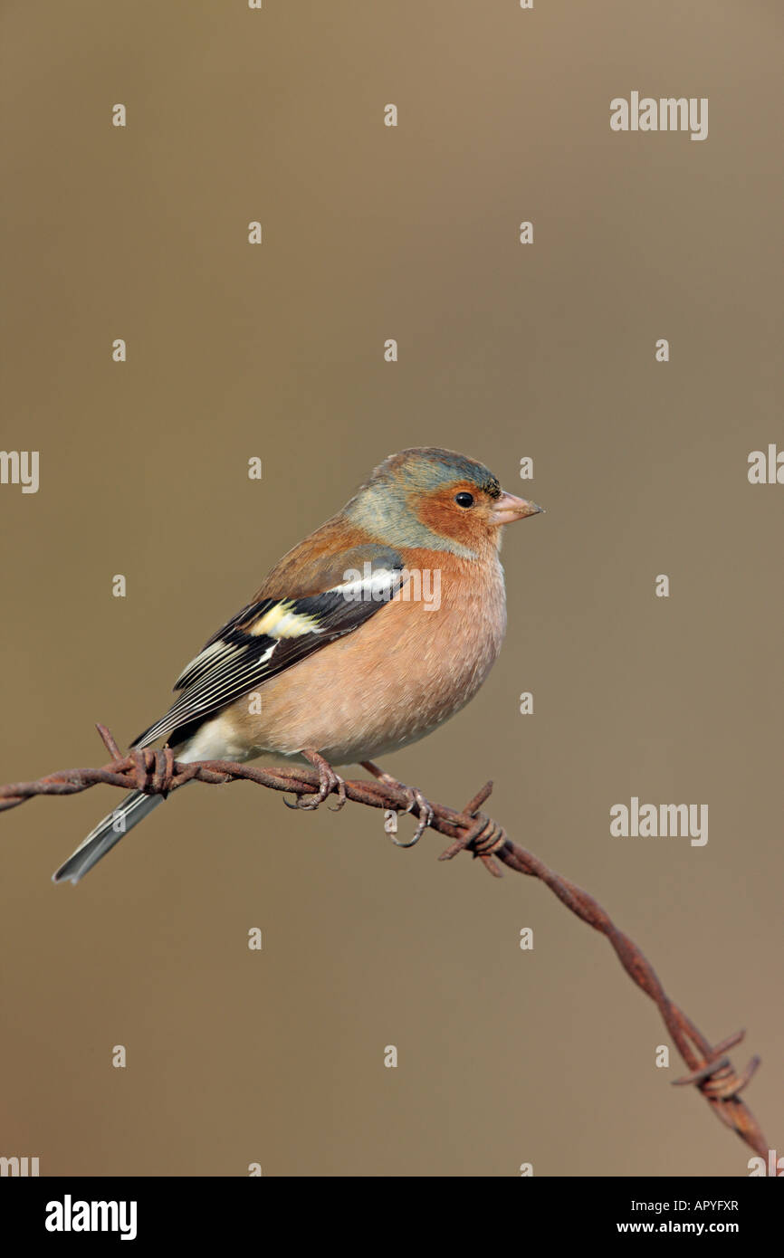 Fringuello Fringilla coelebs appollaiato sul filo spinato cercando alert Potton Bedfordshire Foto Stock