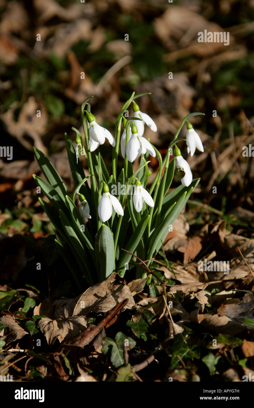 Snowdrop Galanthus nivalis Amaryllidaceae Foto Stock