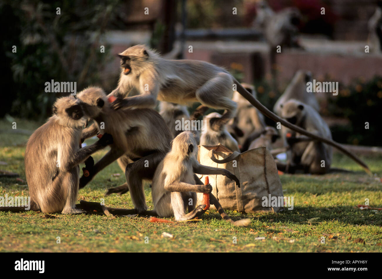 Wild Langur monkies (Coulobinae) a Mandore Gardens, Jodhpur IN Foto Stock