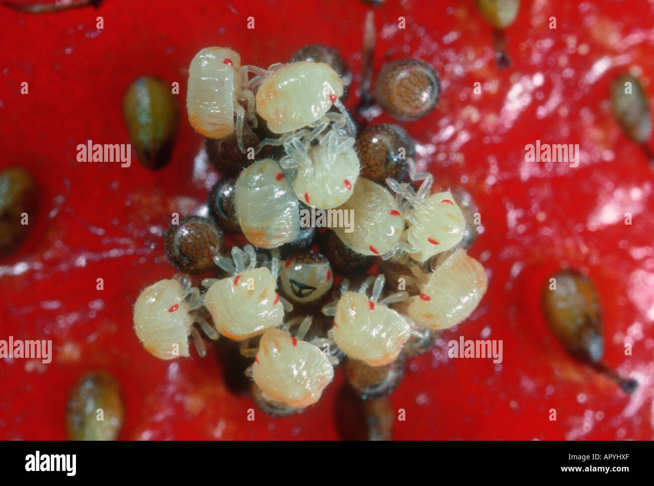 Bug Heteropteran, Famiglia Pentatomidae. Le uova da cova e i neonati. La serie 2 di 4 Foto Stock