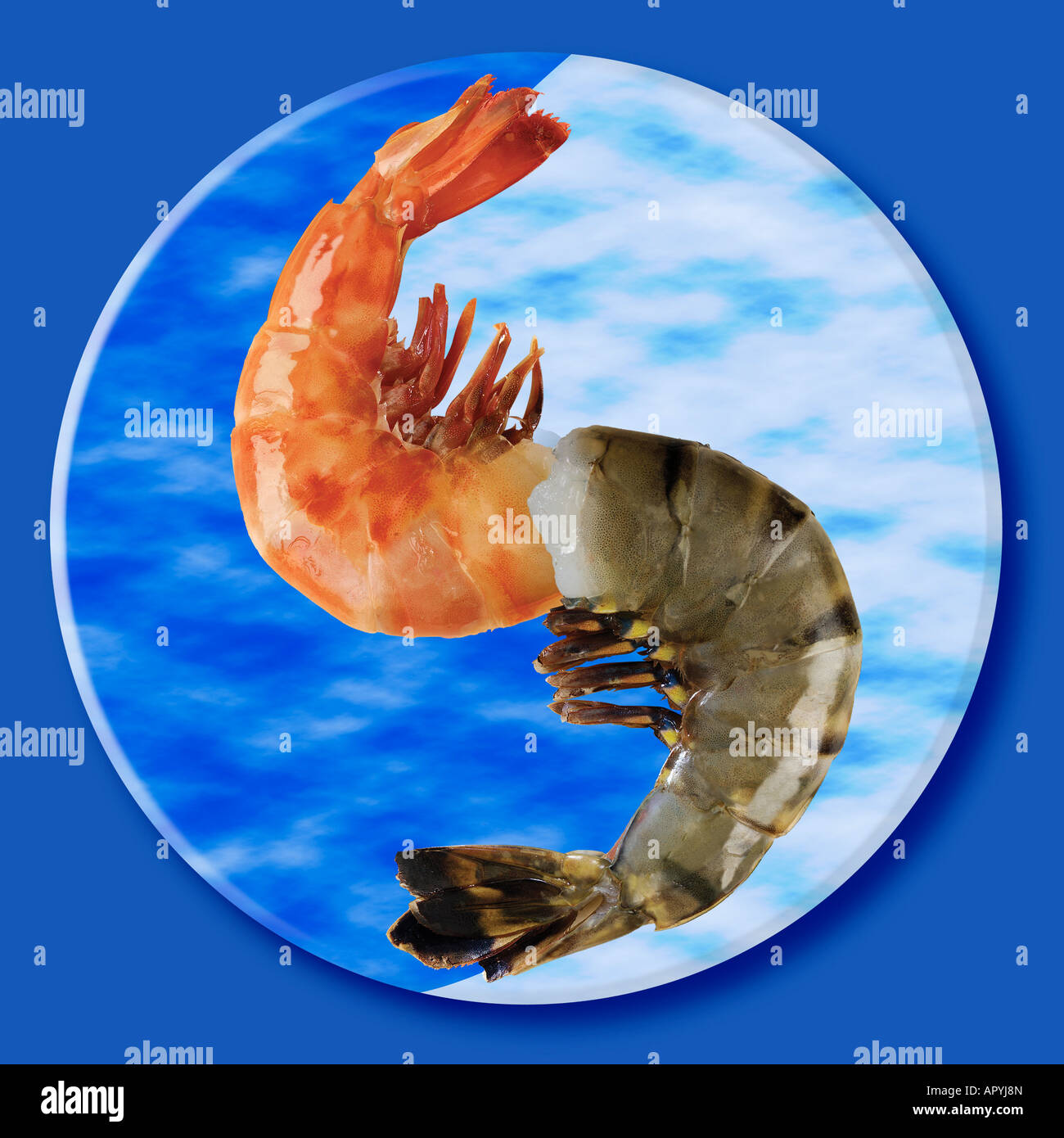 Gamberetti nella forma del simbolo Yin e Yang Foto Stock