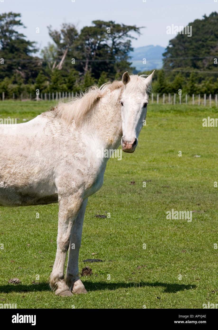 Vecchia fattoria in pensione il pet cavallo Equus caballus in erba verde campo Foto Stock