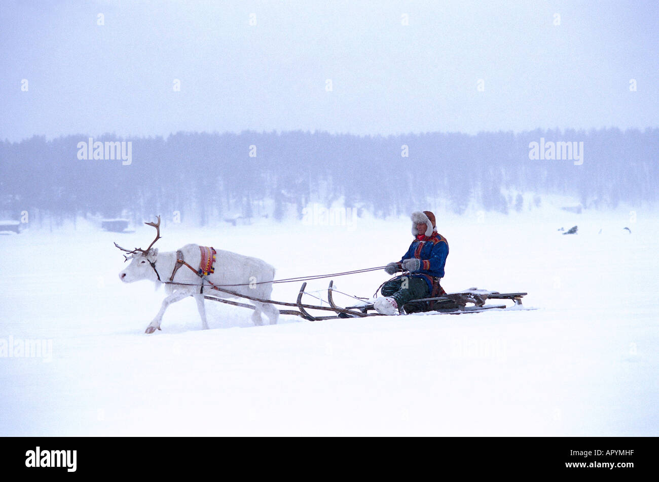Rentierschlitten, Schweden Lappland Foto Stock
