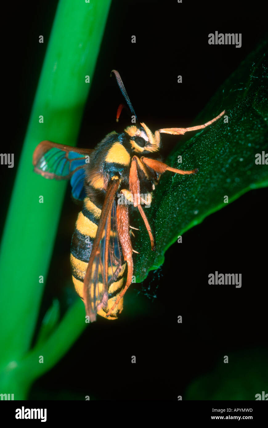 Hornet Clearwing Moth, Sesia apiformis Foto Stock