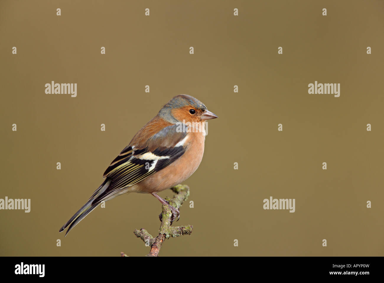 Fringuello Fringilla coelebs arroccato su ramoscello cercando alert Foto Stock