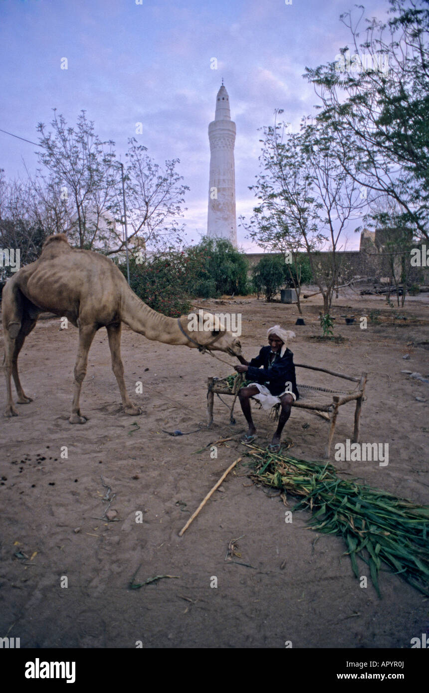 Città di Zabid Yemen Foto Stock