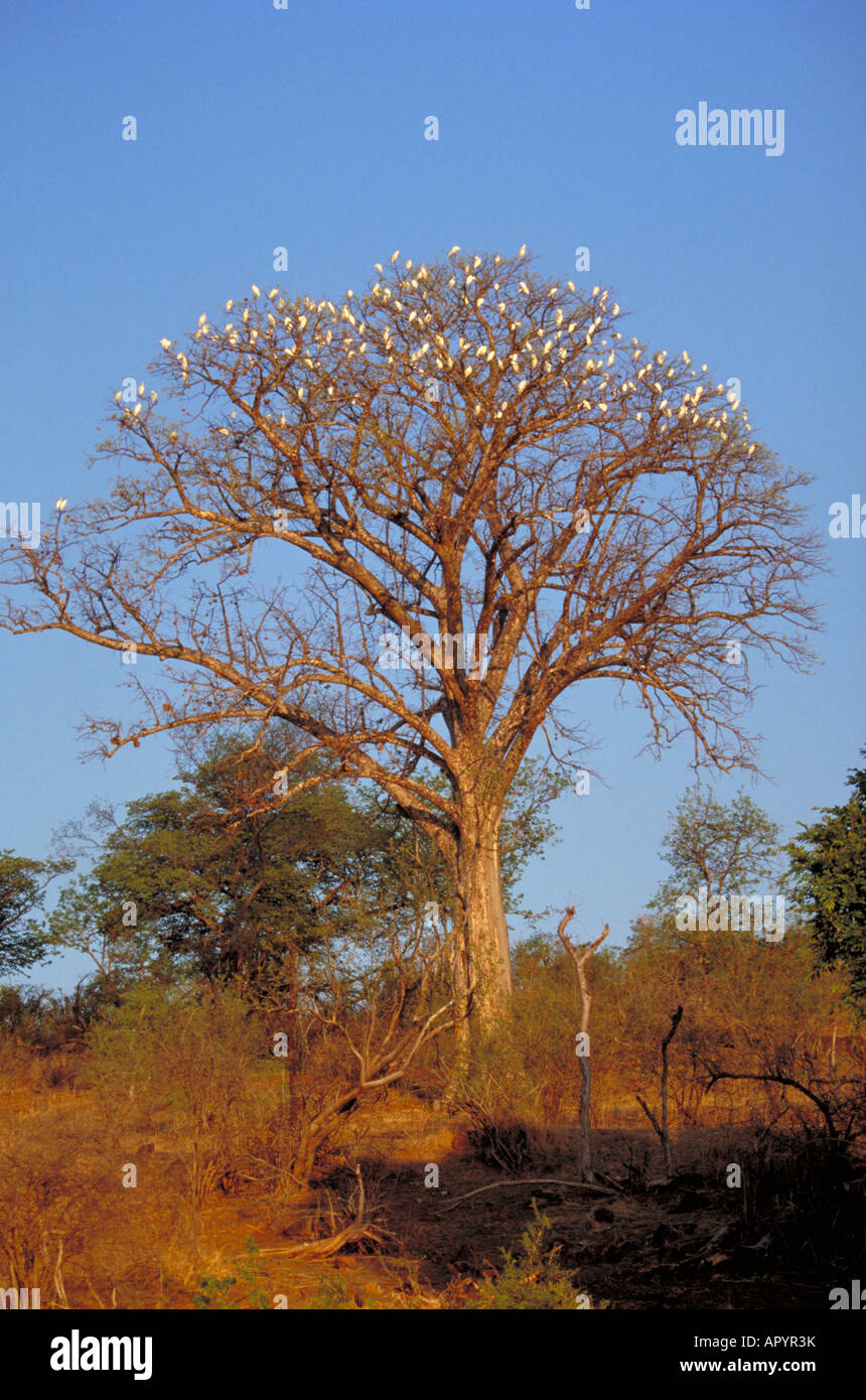 White guardabuoi, Bubulcus ibis, sono ' appollaiati in un grande albero al tramonto Botswana Africa Foto Stock