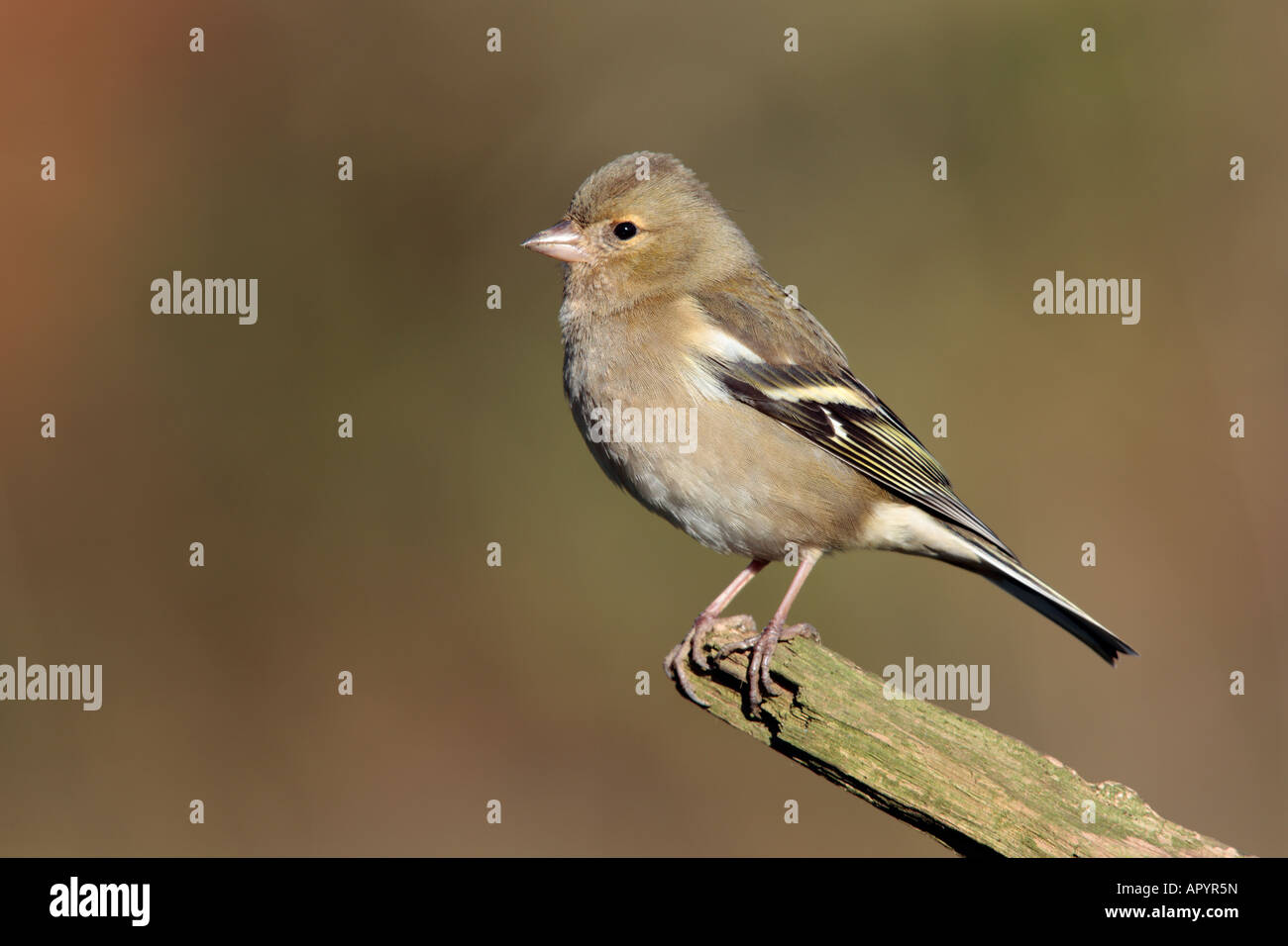 Fringuello Fringilla coelebs appollaiato sul ramo cercando alert Potton Bedfordshire Foto Stock