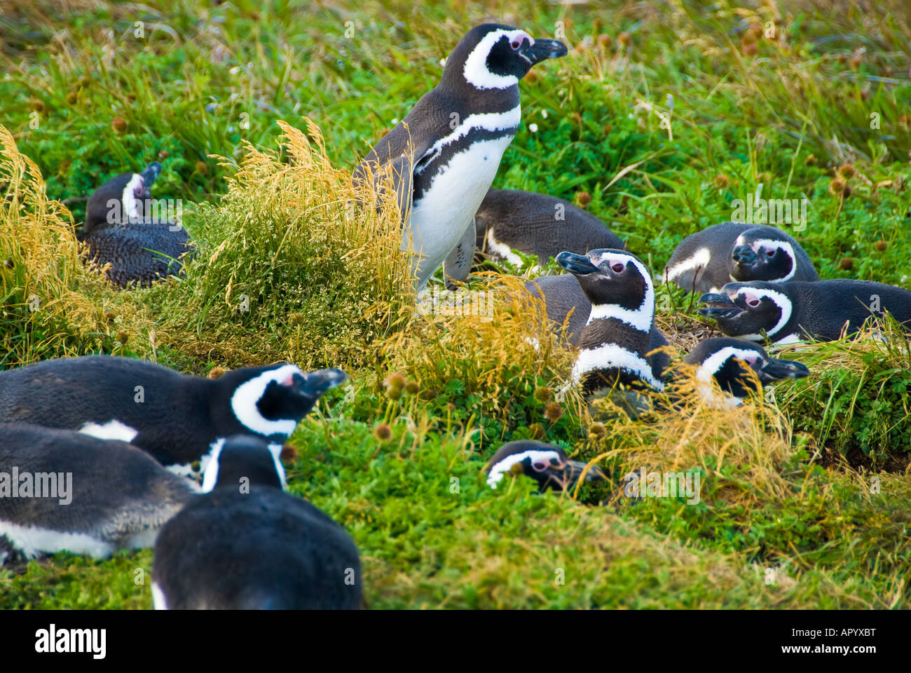 I pinguini di Magellano Foto Stock