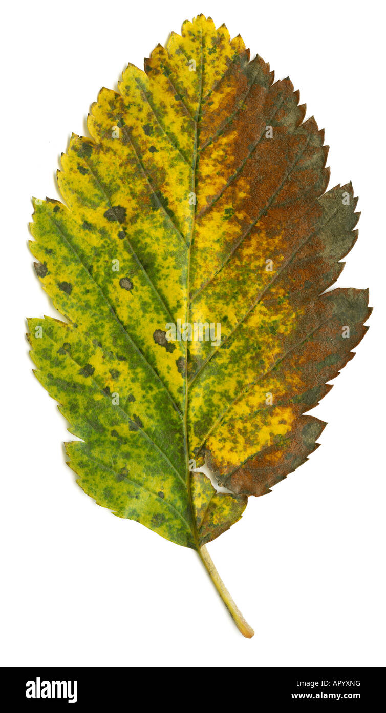 Isolato autumn leaf questa immagine è ad alta risoluzione e molto dettagliate e nitide Foto Stock