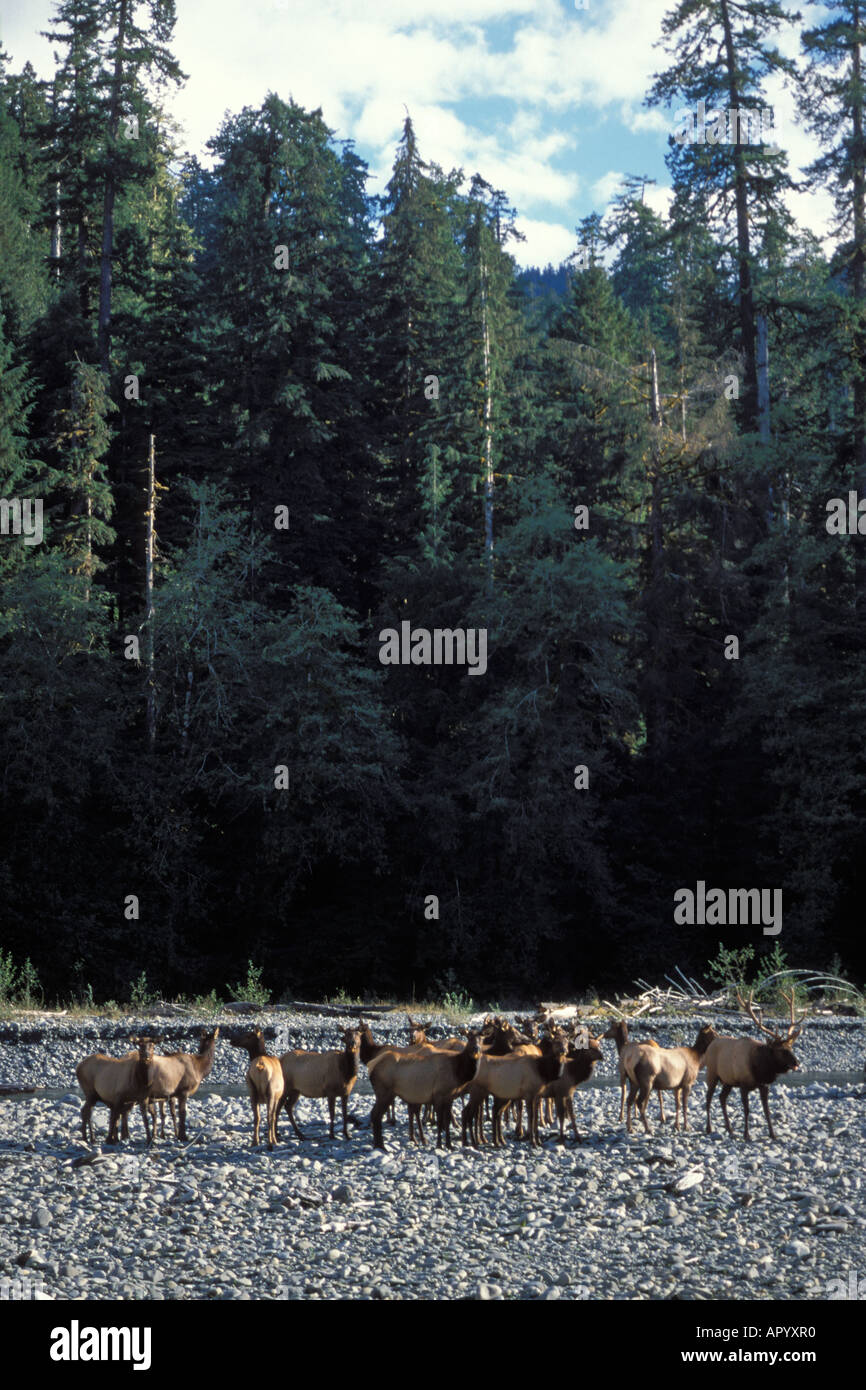 Roosevelt elk Cervus elaphus allevamento in un alveo secco nel Parco Nazionale di Olympic Olympic Peninsula Washington Foto Stock