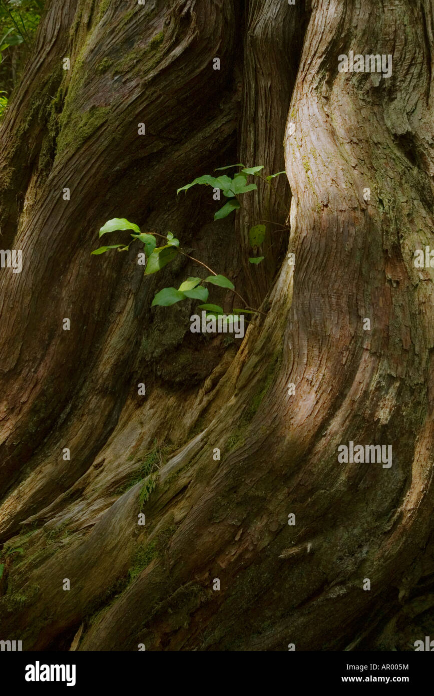 Dettaglio di un enorme albero di cedro Carmanah Walbran parco provinciale Foto Stock