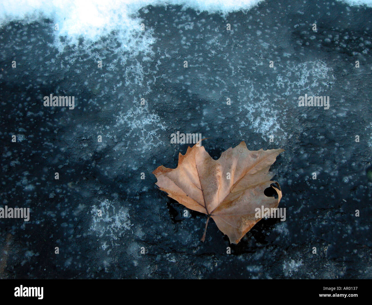 Essiccato Maple Leaf su ghiaccio nero Foto Stock