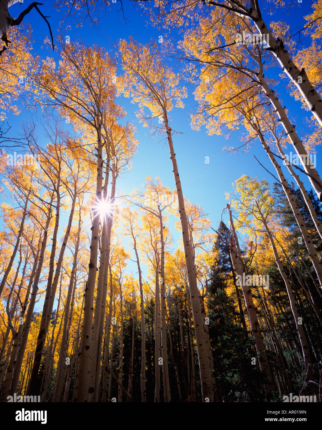 Aspen alberi in autunno a san francisco peaks Arizona Foto Stock