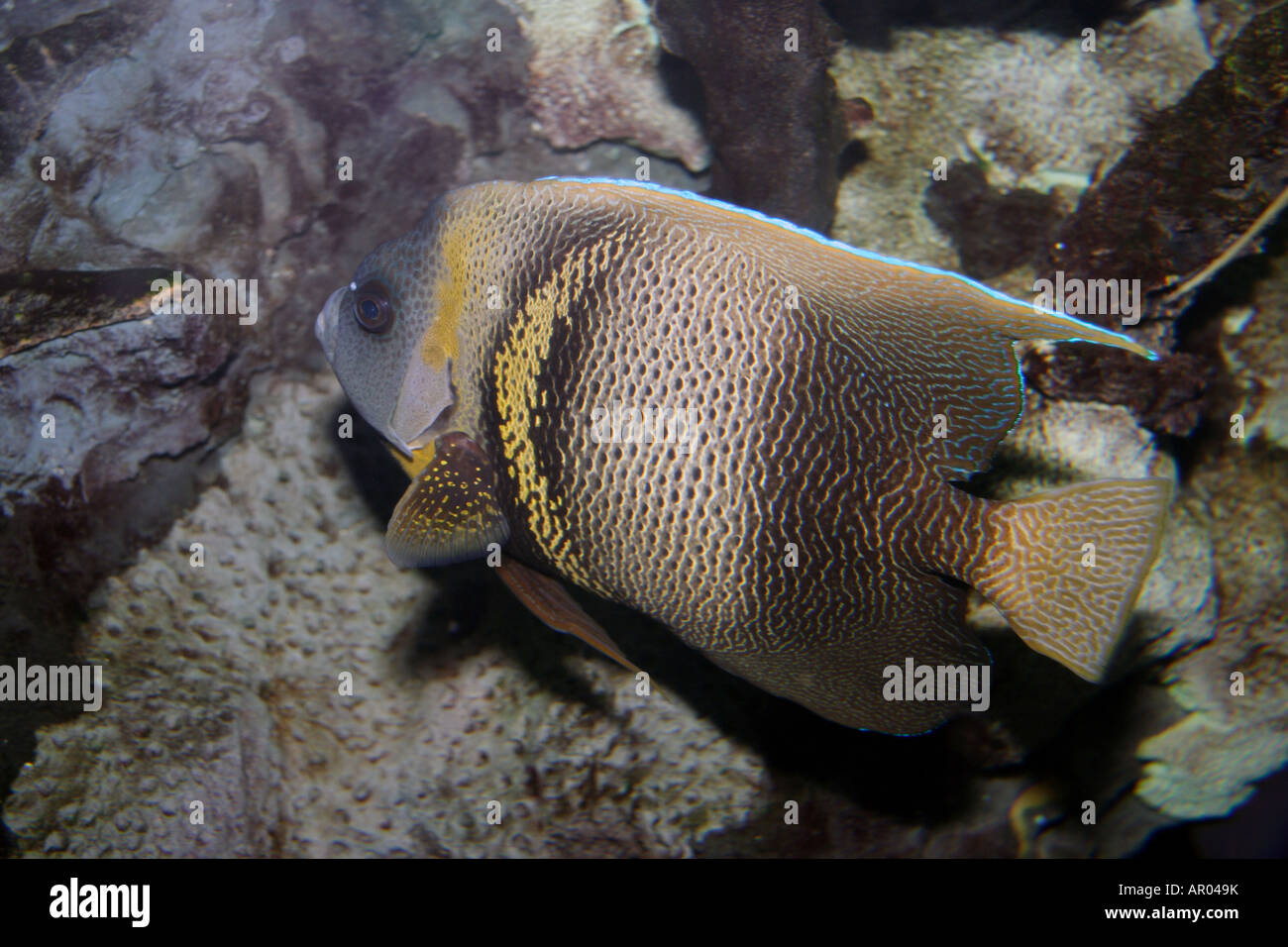 Il francese angelfish, Pomacanthus parù Foto Stock