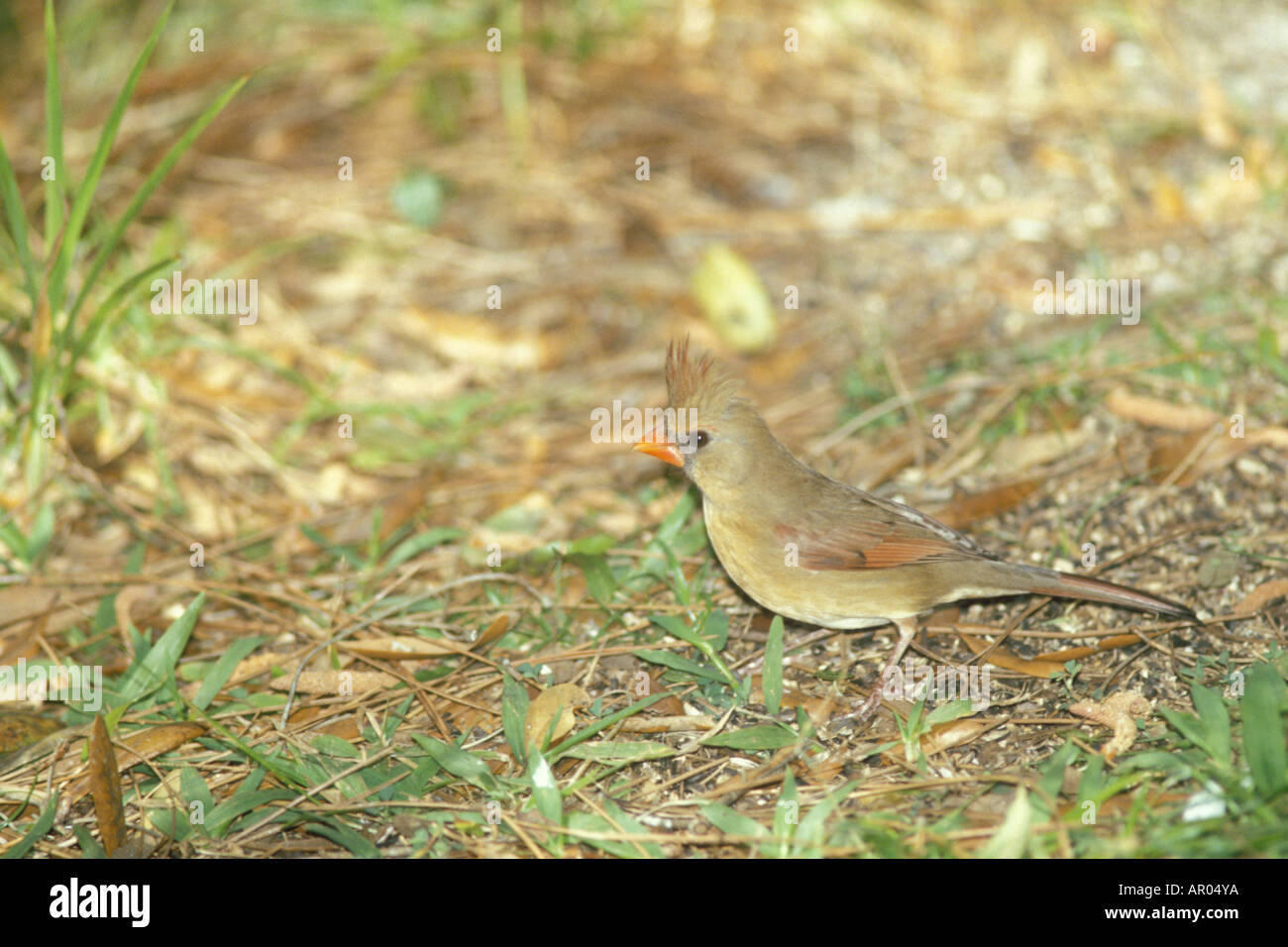 Il cardinale Nord Cardinalis cardinalis femmina in Everglades National Park Florida Foto Stock