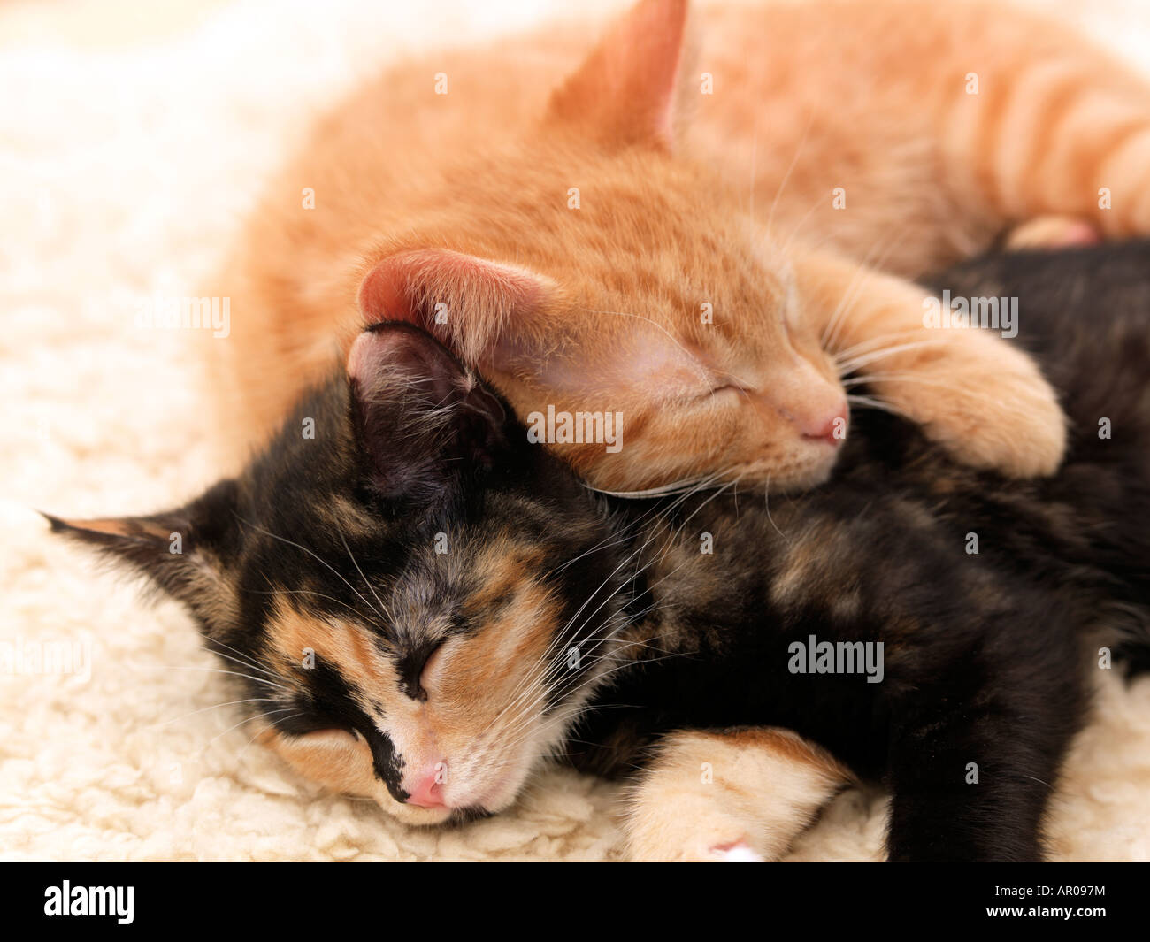 I gattini dormono Foto Stock