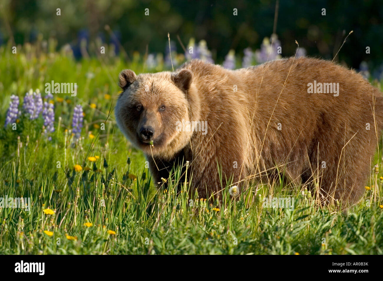 Orso bruno rovistando nel prato Yukon Canada molla Alsek-Tatshenshini deserto Foto Stock
