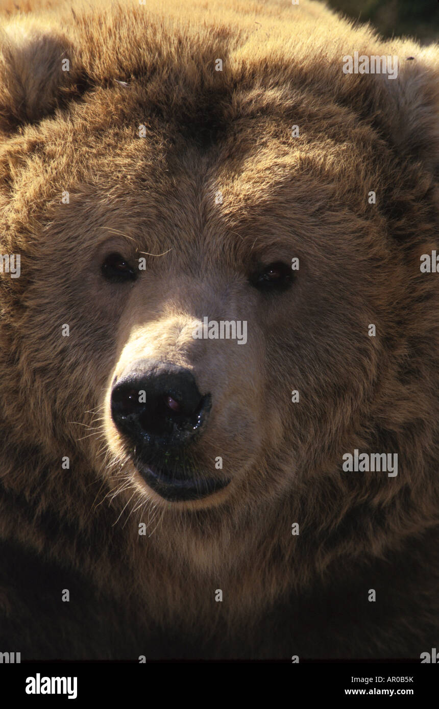 Orso grizzly volto bruno Close-up occhi orecchie naso Foto Stock