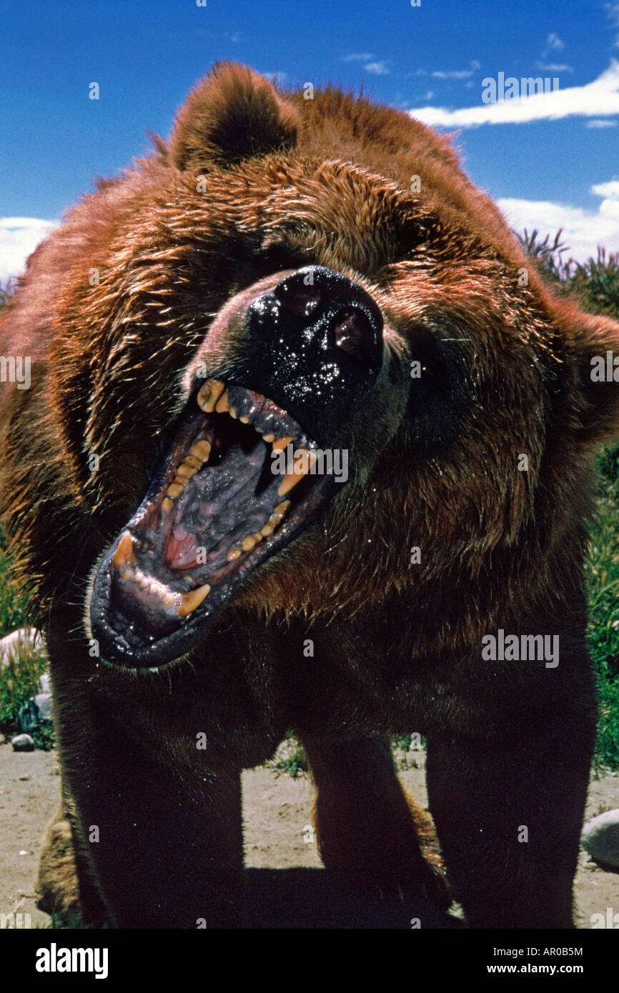 Close-up di orso bruno ringhiando captive Foto Stock