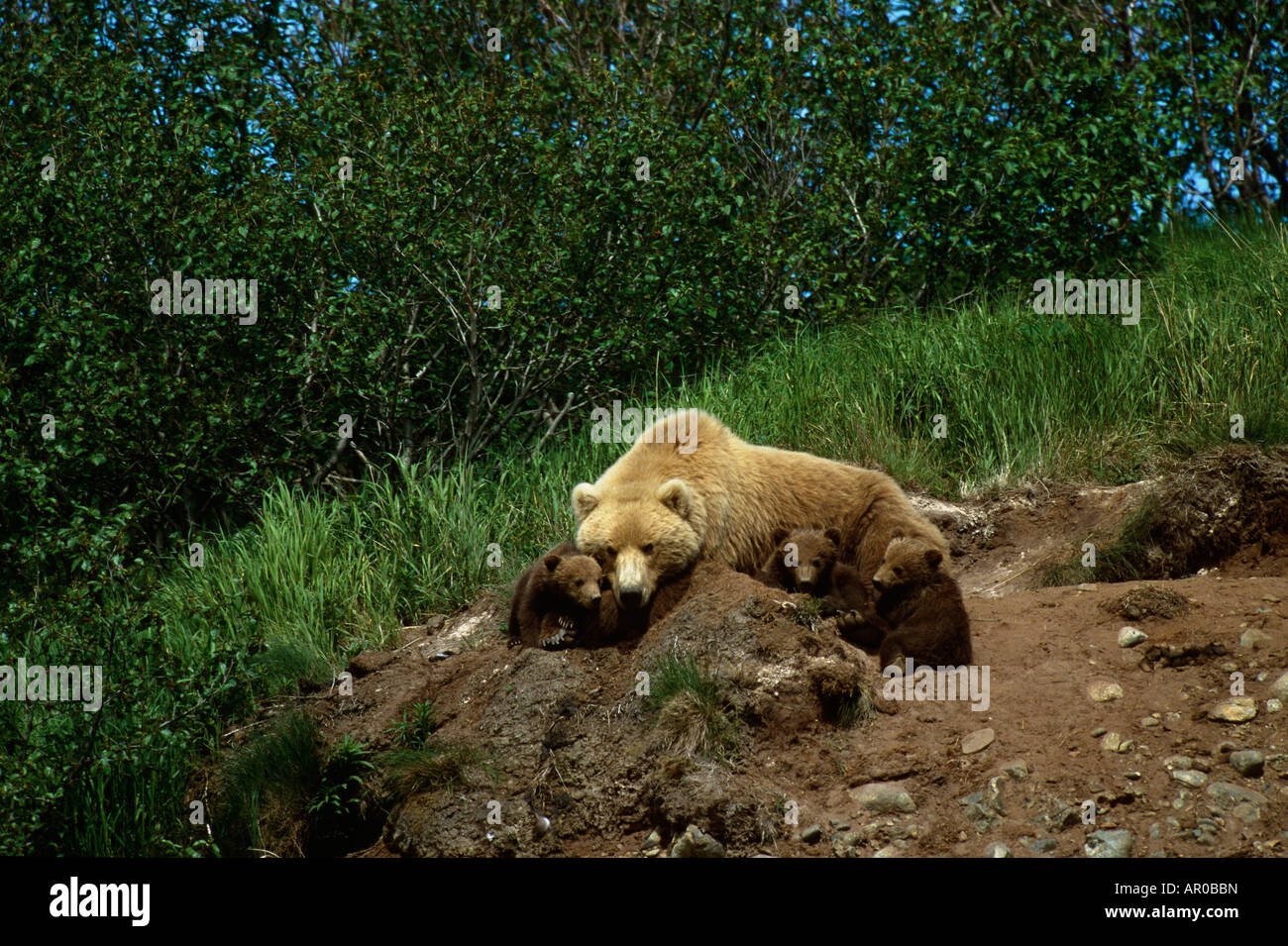 Orso bruno madre & Cubs fuori Den SW AK Estate McNeil gioco Santuario Foto Stock