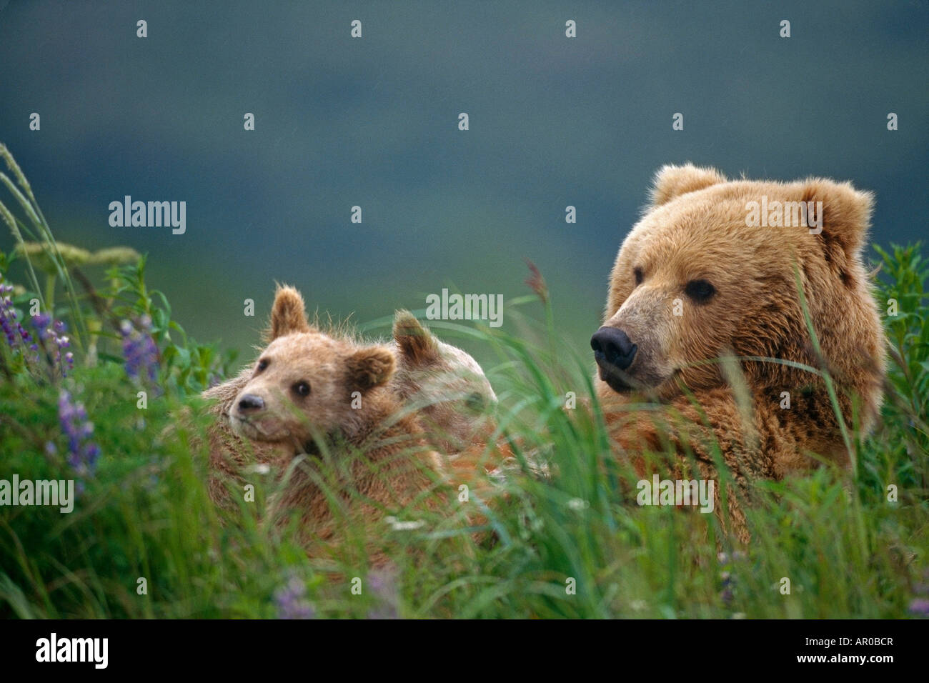Seminare Grizzly & Cubs in erba Hallo Bay Katmai NP Alaska Foto Stock