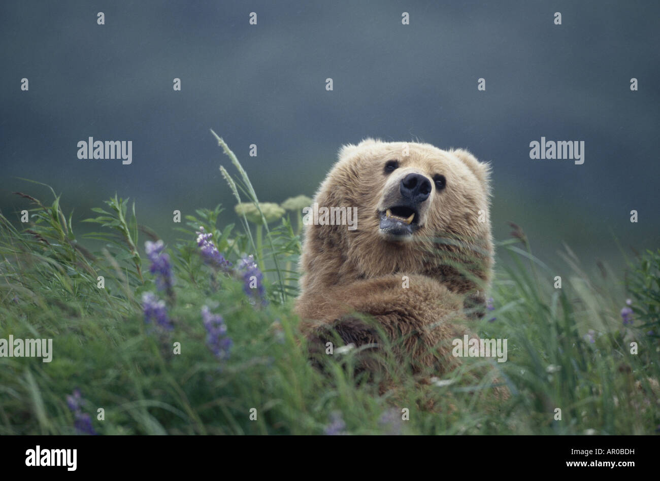Seminare Grizzly & Cubs in erba Hallo Bay Katmai NP Alaska Foto Stock