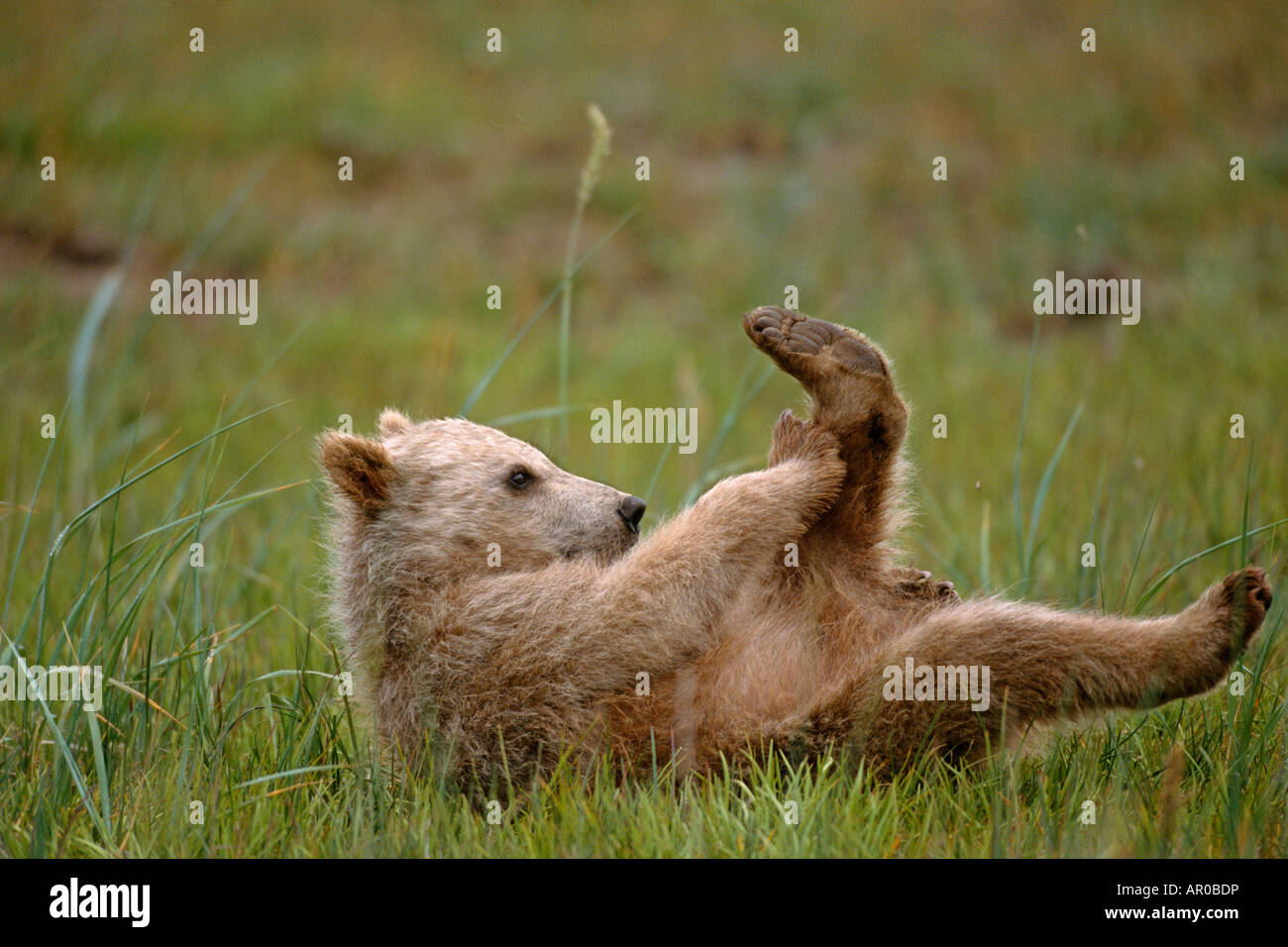 Grizzly Cub in erba Hallo Bay Katmai NP Alaska Foto Stock