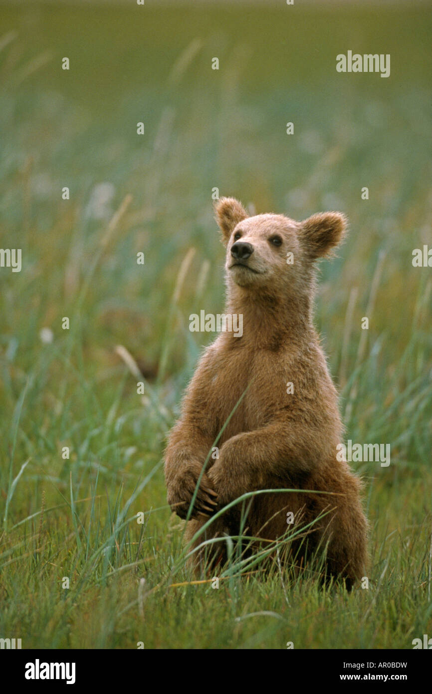 Grizzly Cub in erba Hallo Bay Katmai NP Alaska Foto Stock