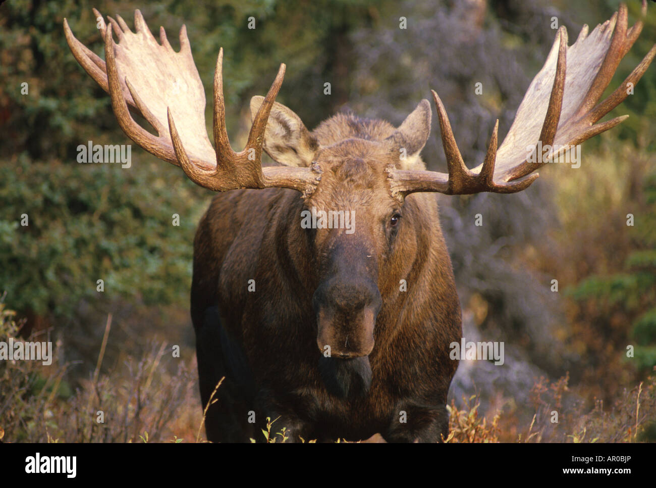 Bull moose caduta verticale interno Alaska Foto Stock