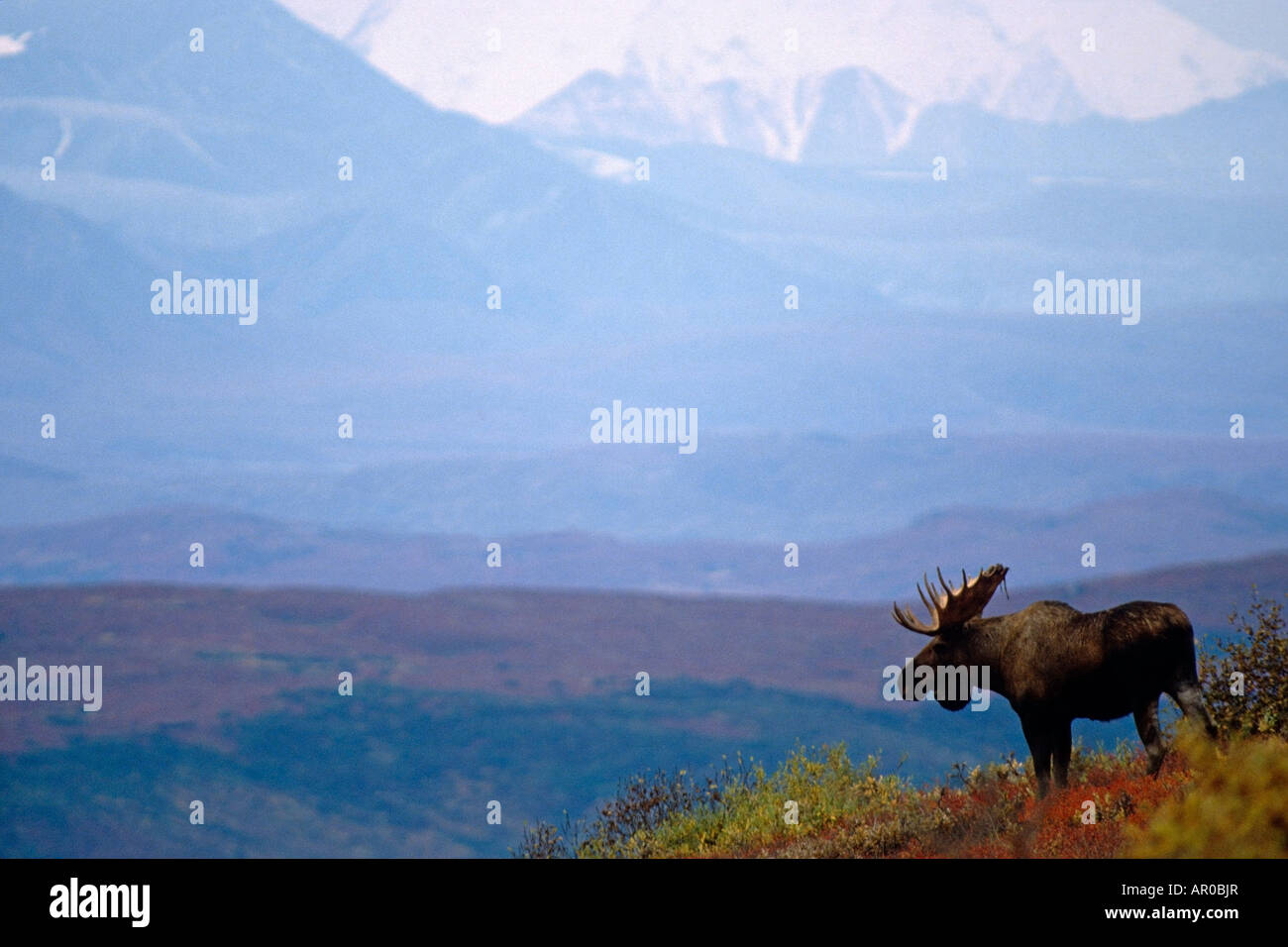 Bull Moose sulla cresta Estate Parco Nazionale di Denali Alaska Range AK interno Foto Stock