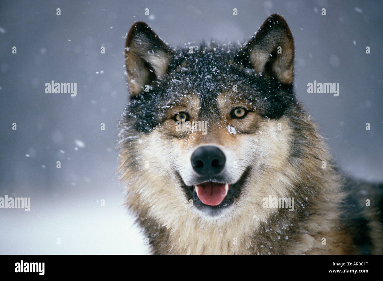 Ritratto di lupo Captive inverno Foto Stock