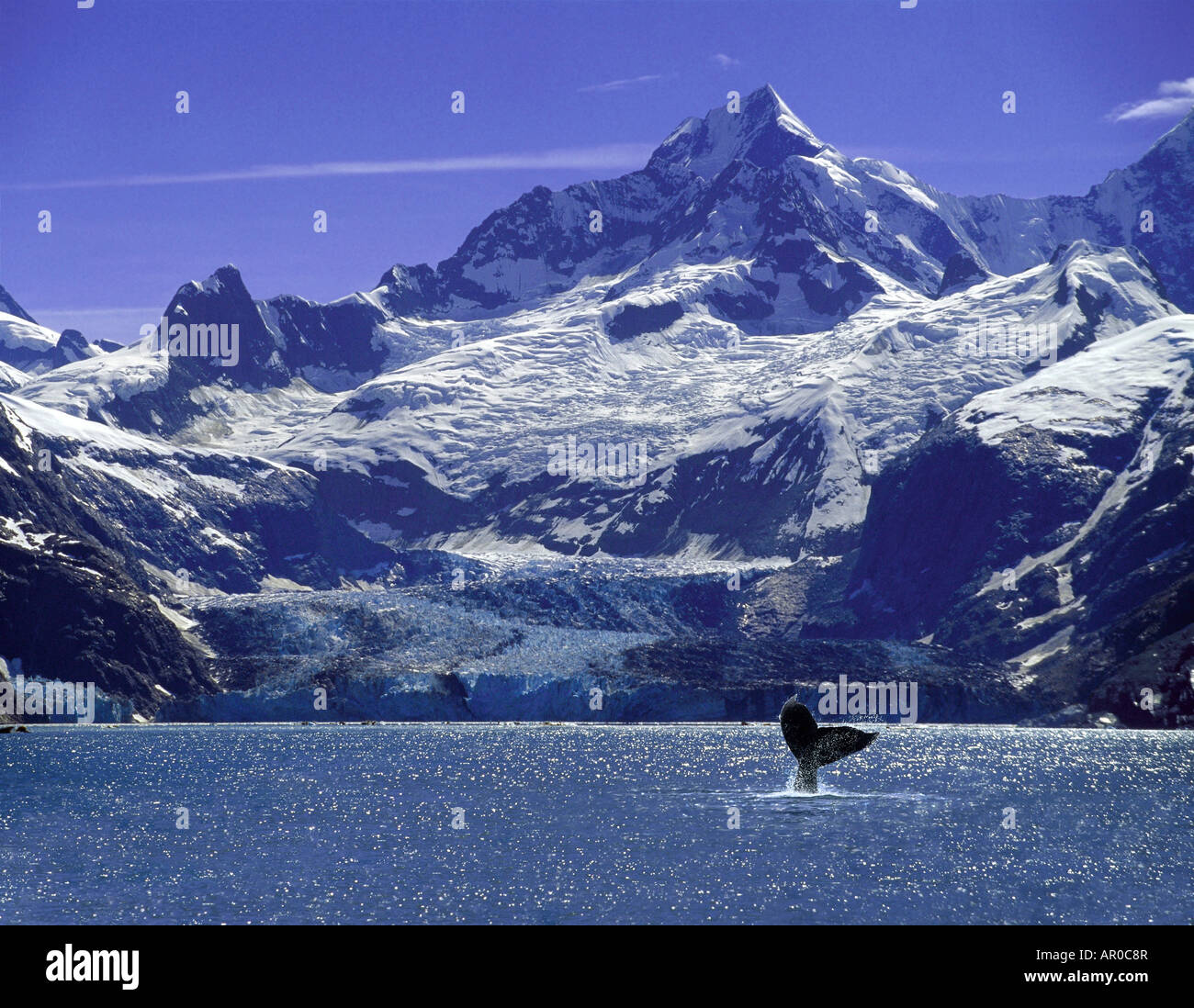 Le megattere Tail Johns Hopkins Glacier SE AK immagine composita Foto Stock
