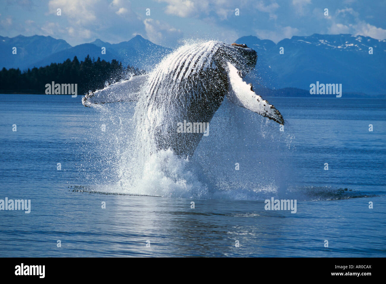 Humpback Whale violare Frederick suono SE AK Foto Stock
