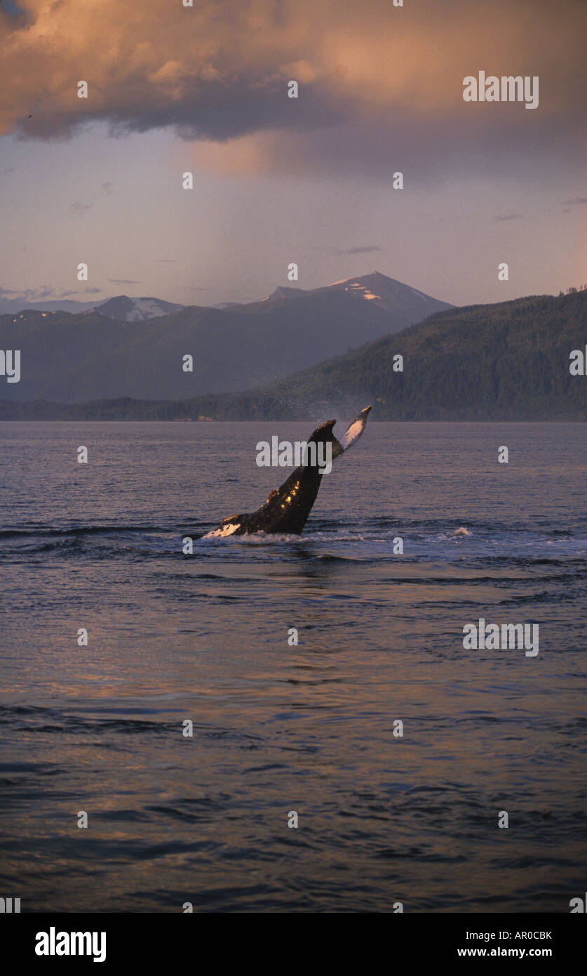 Humpback Whale Tail Tramonto Federico Suono Alaska sudorientale estate Foto Stock