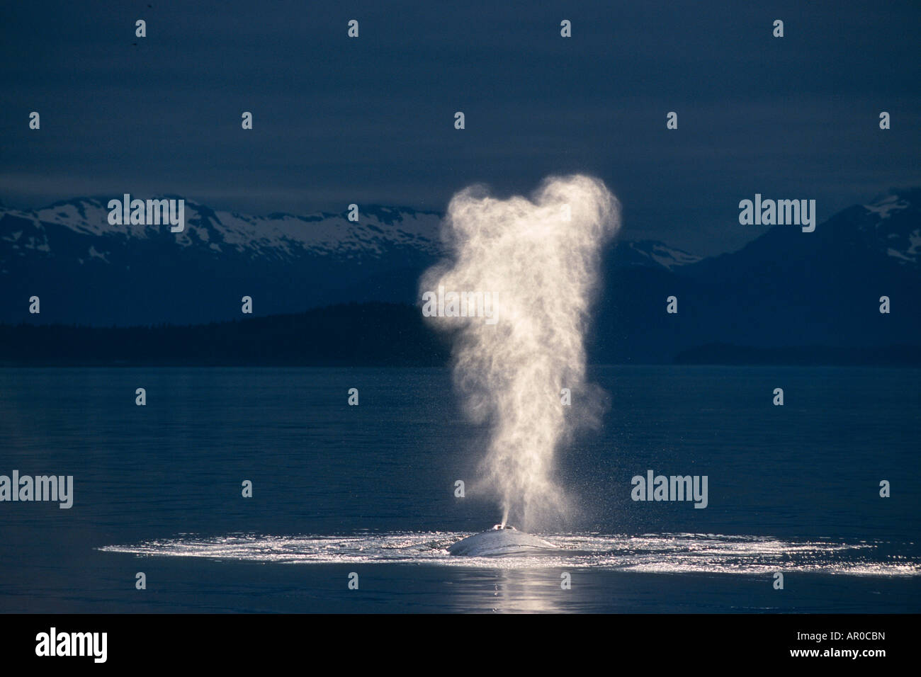 Humpback Whale schizzando sulla superficie Federico il suono all'interno del passaggio a sud-est retroilluminato Foto Stock