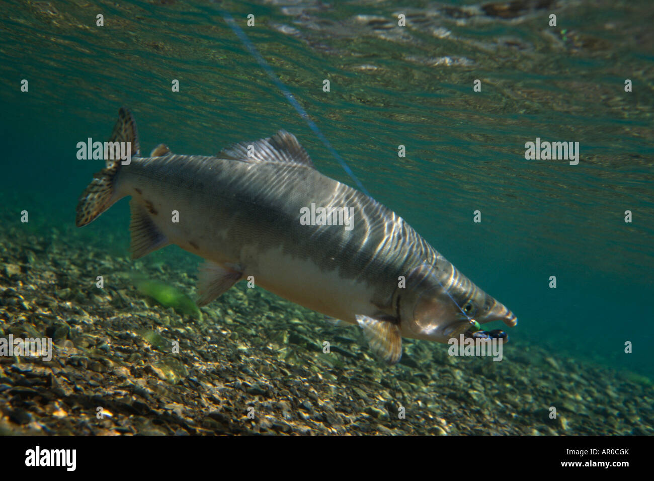 Rosa salmone underwater Long Bay centromeridionale Alaska Foto Stock