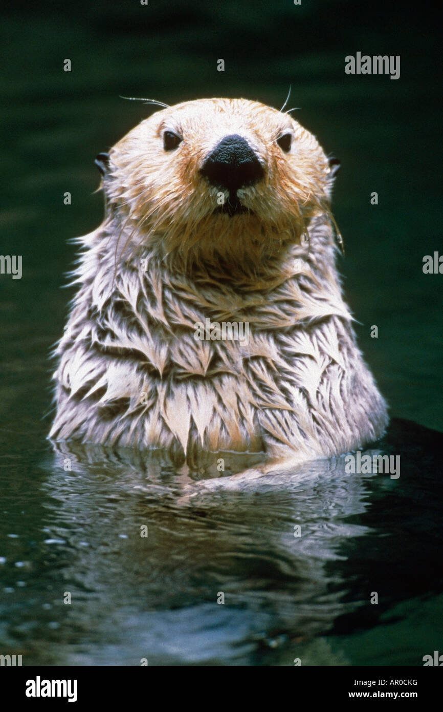 Close up ritratto di Sea Otter captive Foto Stock