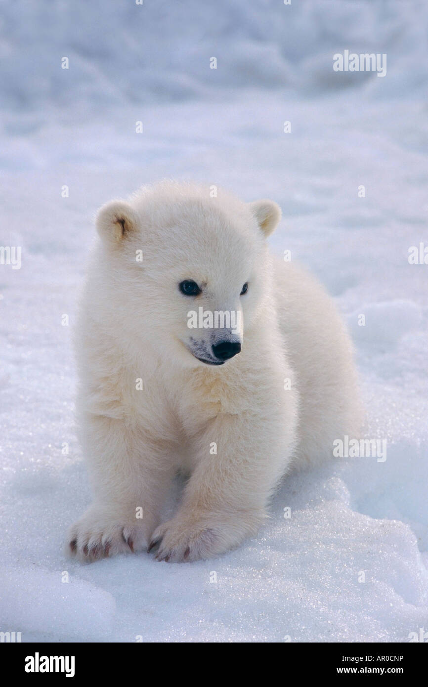 Femmina Polar Bear Cub in Alaska Zoo Anchorage AK SC/nCaptive Foto Stock