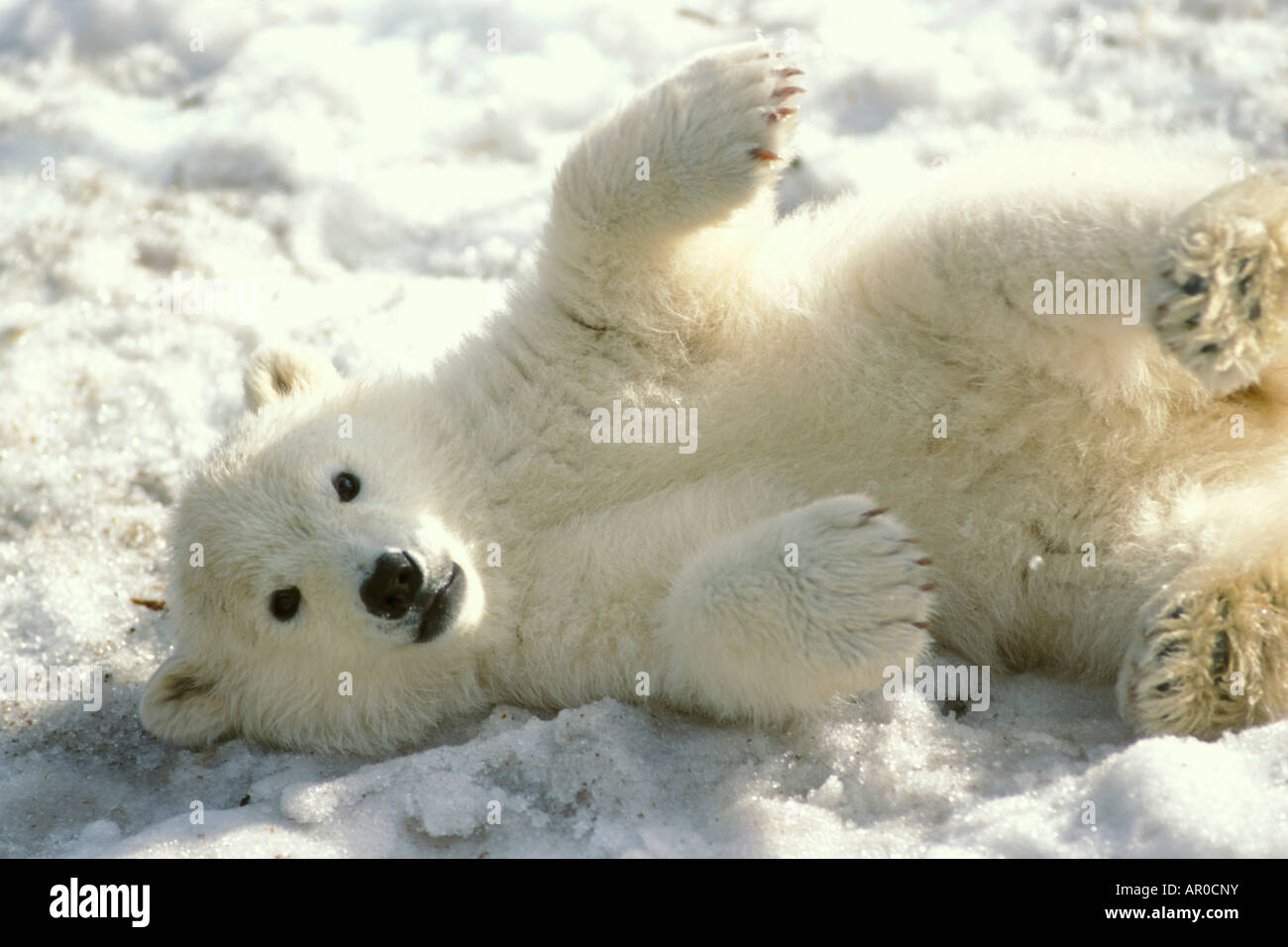 Polar Bear Cub giocare nella neve Alaska Zoo Foto Stock