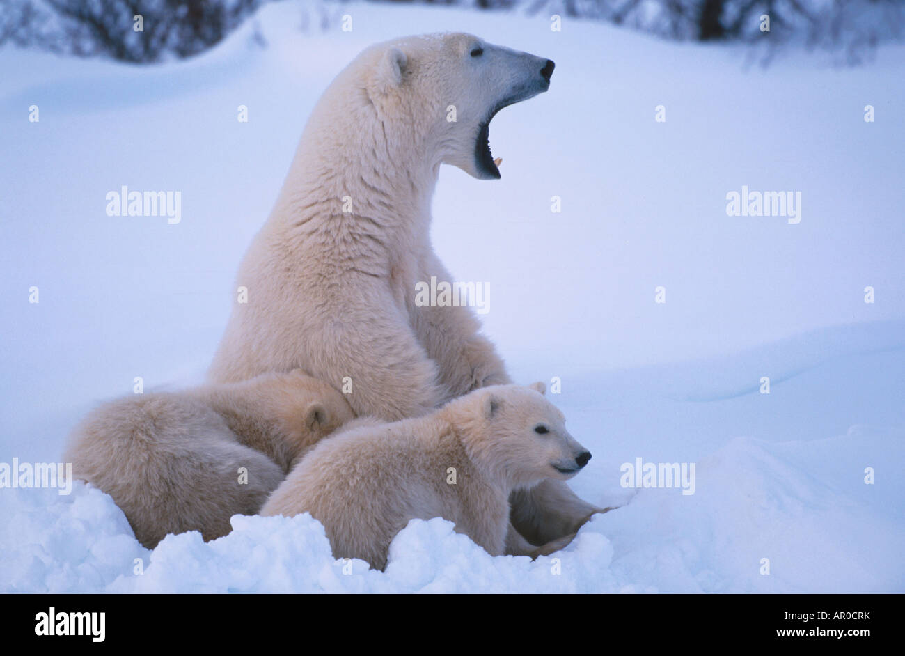 Orso polare seminare & Cubs Cape Churchill Manitoba Canada inverno ritratto Foto Stock