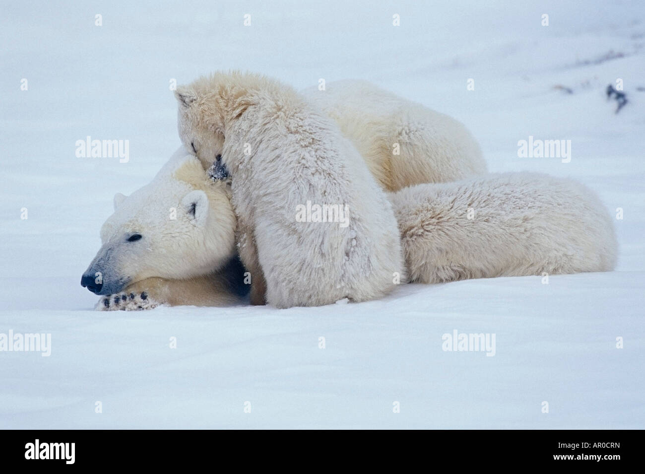 Famiglia di orsi polari @ Churchill Manitoba Canada Foto Stock