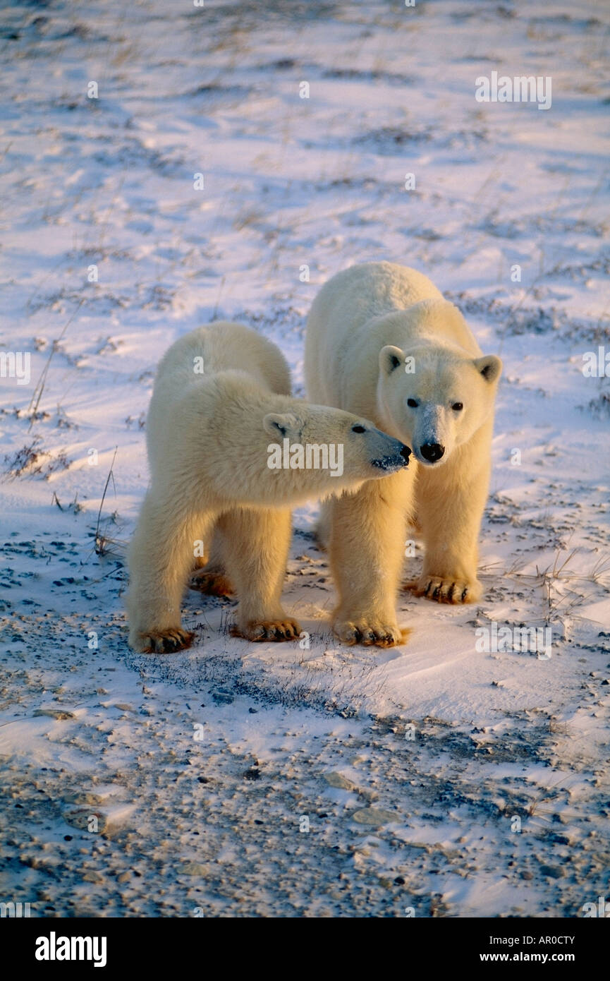 Coppia di orsi polari Snuggling Churchill CA Inverno Foto Stock