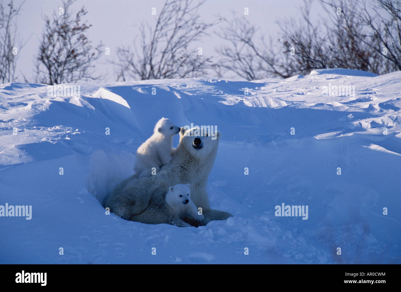 Orso polare seminare & Cubs in appoggio in Snow Churchill Canada composito in serie Foto Stock