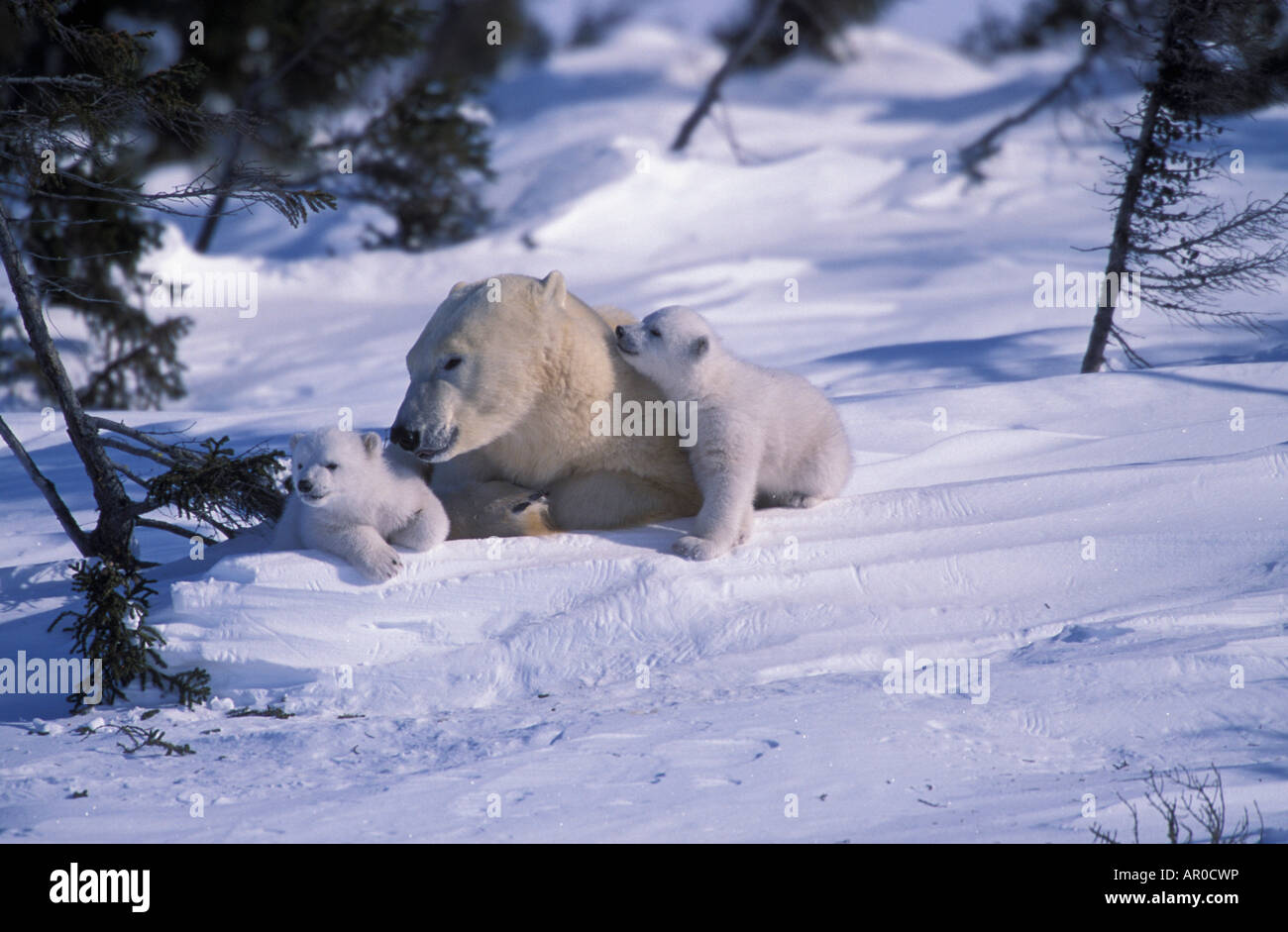Orso polare & Cubs Wapusk National Park in Canada inverno Foto Stock