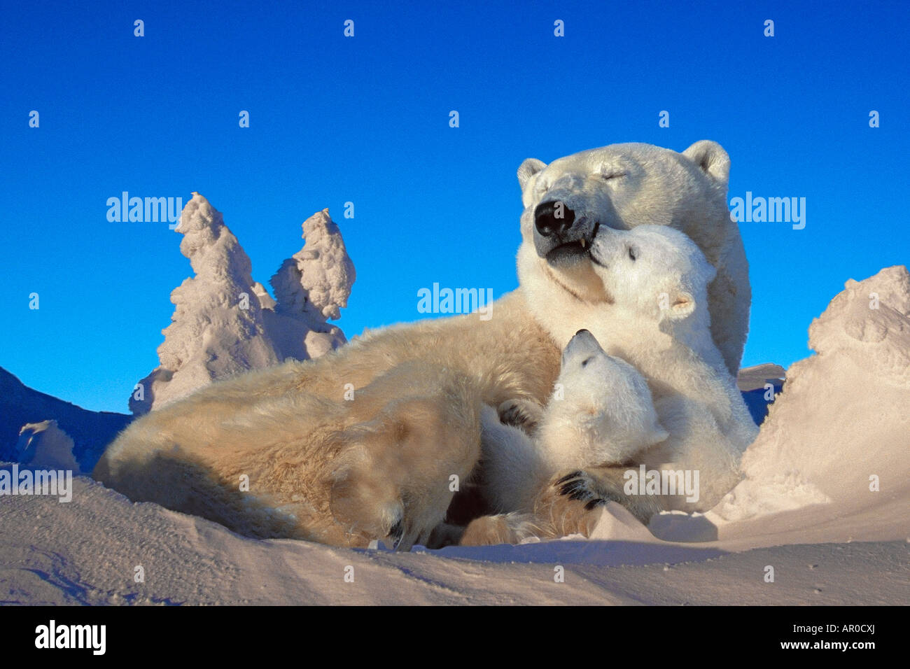 Orso polare seminare & Cubs in appoggio in Snow Churchill in Canada Foto Stock