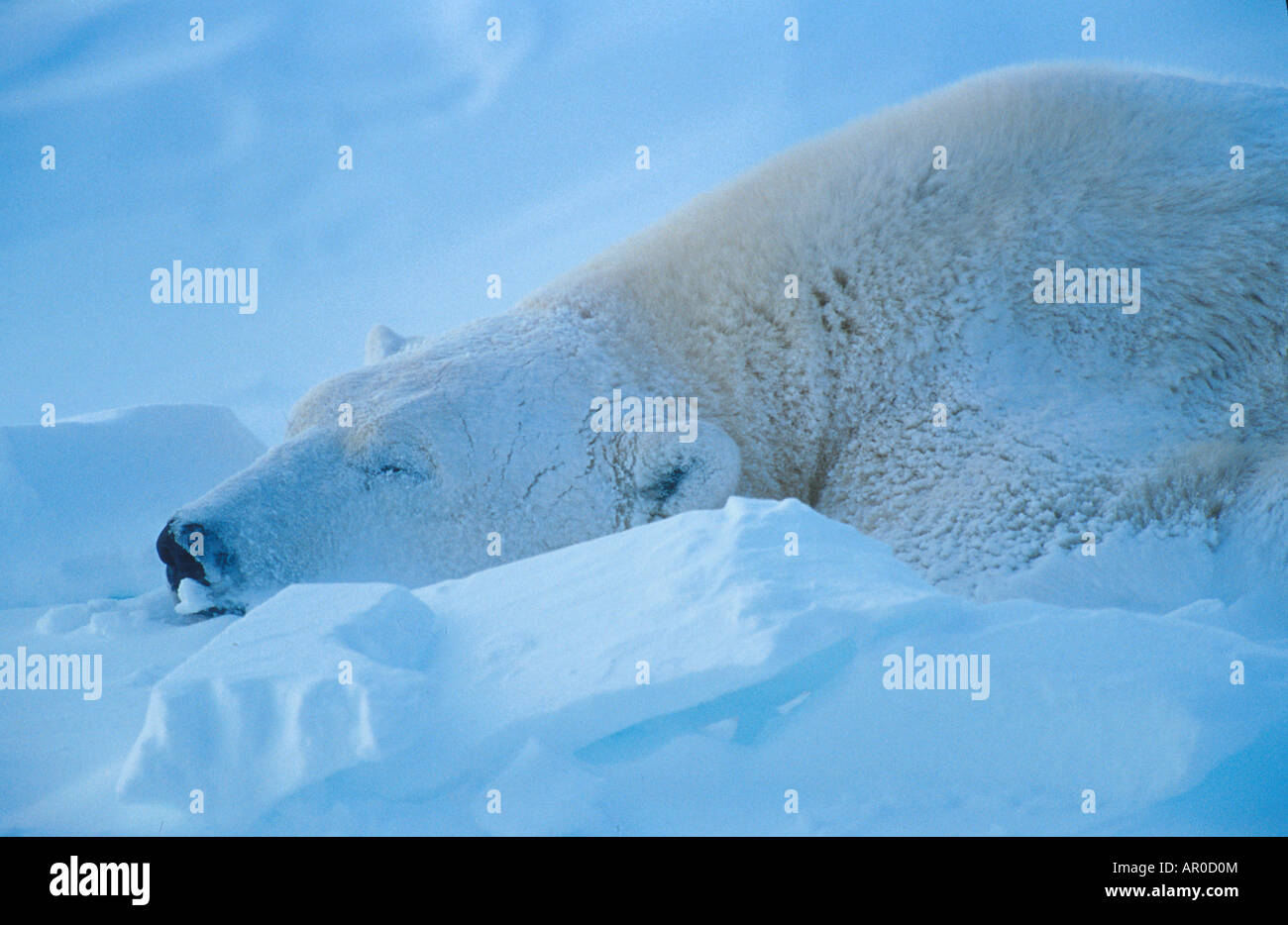 Orso polare giacente in Snow Churchill Manitoba Canada Foto Stock